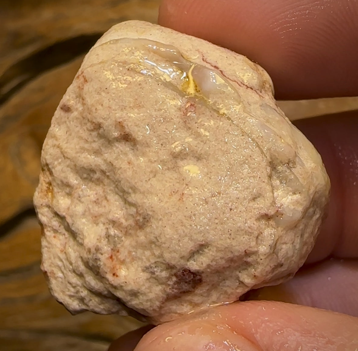 56.5cts - Opalised Shell Rare Geological Specimen from South Australia