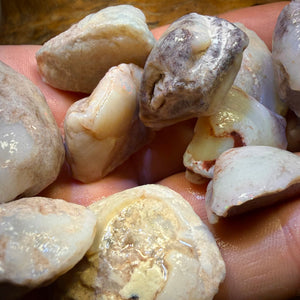 1 x South Australian Opalised Shell Fossil Specimens. BULK LISTING BARGAIN