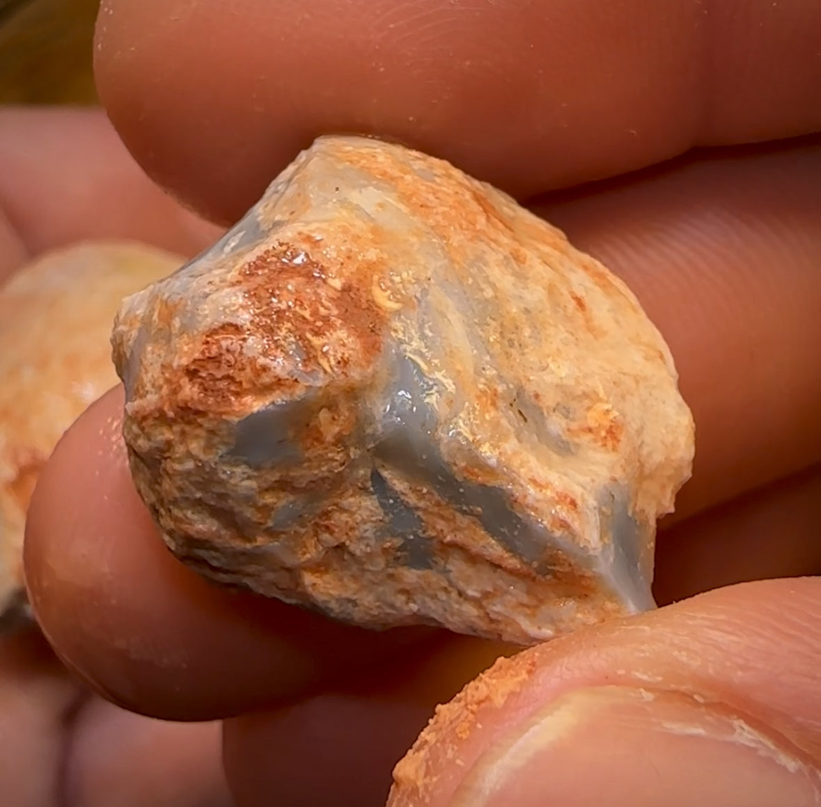 139.1cts - 3x Opalised Shell Geological Specimens from Lightning Ridge