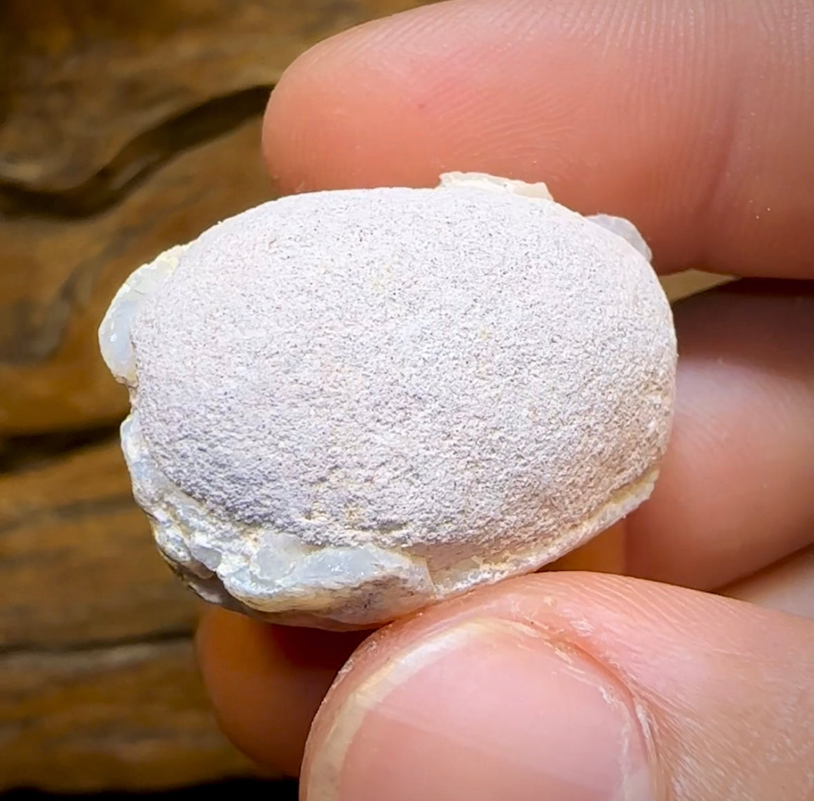 54.8cts - Opalised Fossil Shell Specimen from South Australia - Opal Whisperers