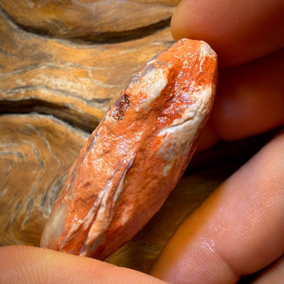 102.2cts - Opalisierte Muschel Geologisches Exemplar aus Südaustralien