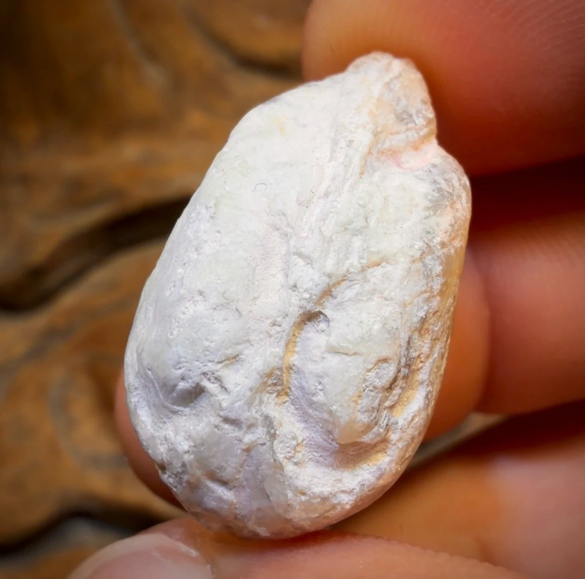 36.1cts - Opalised Shell Rare Geological Rough Specimen from Lightning Ridge