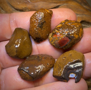 🔒89,1 ct - 5x Yowah Nut Teilkristall-Rohdiamant-Paket zum Schnäppchenpreis!