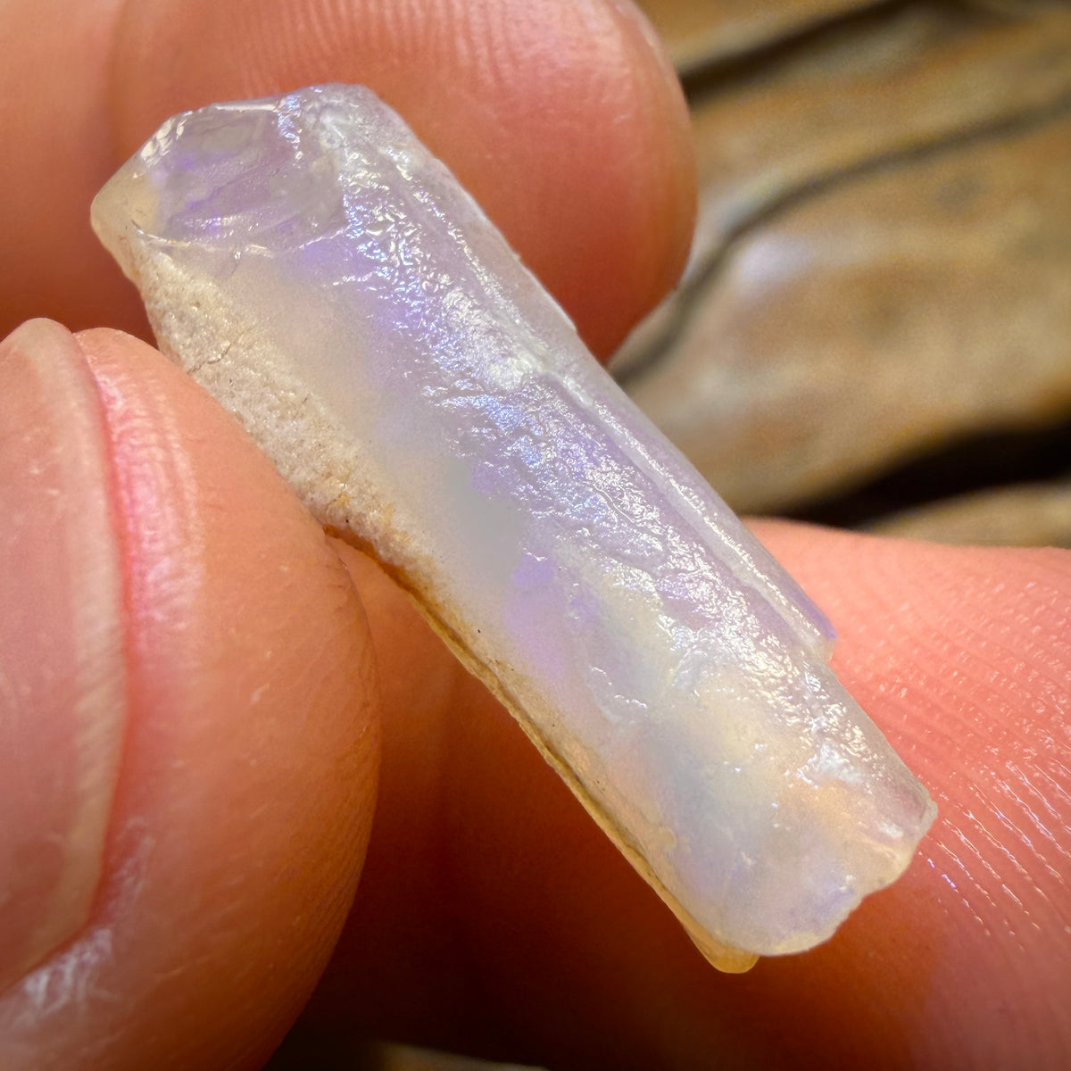 30.7cts - 3x Opalised Belemnite Geological Specimens from South Australia