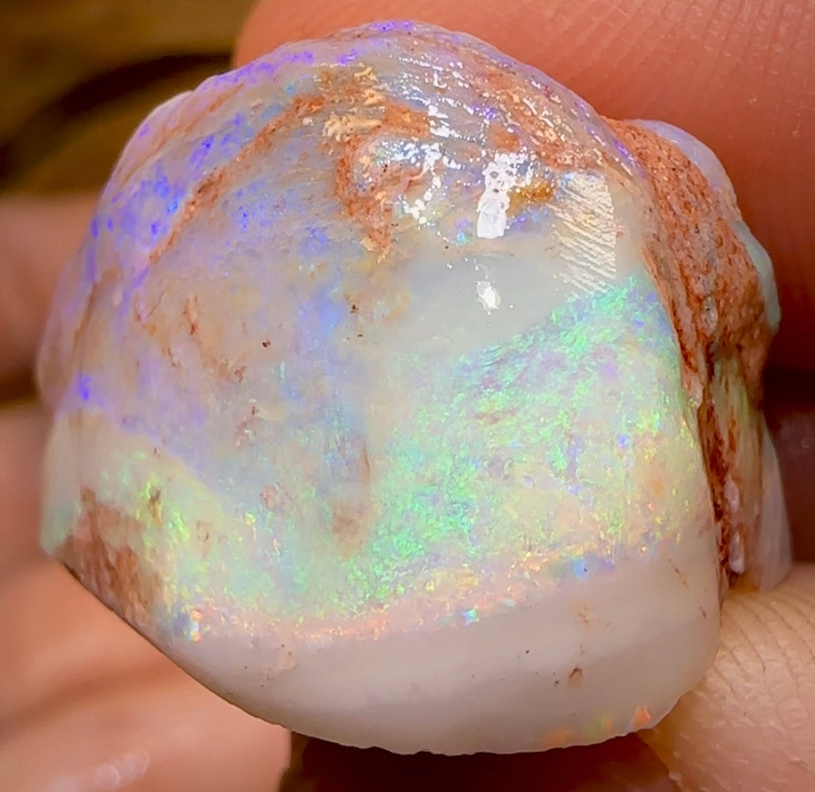 151.9cts - 3x Opalised Fossil Shell Specimens from South Australia - Opal Whisperers