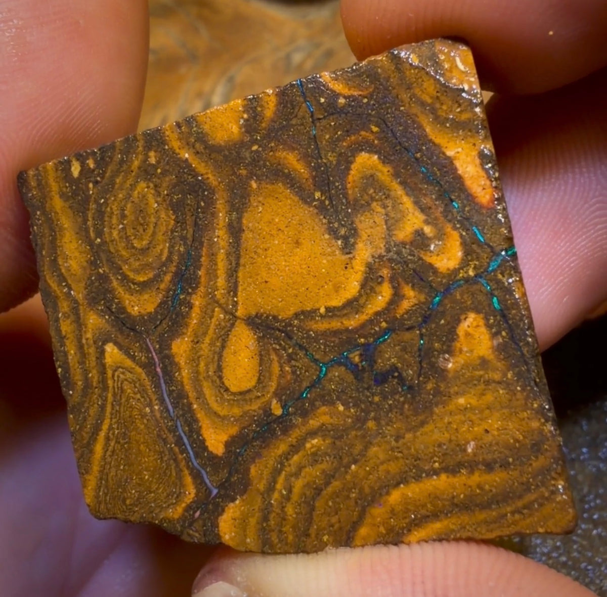 🔒Dealers Wildcard 507.7cts - 2x Australian Boulder Seam Opal Rough Pieces