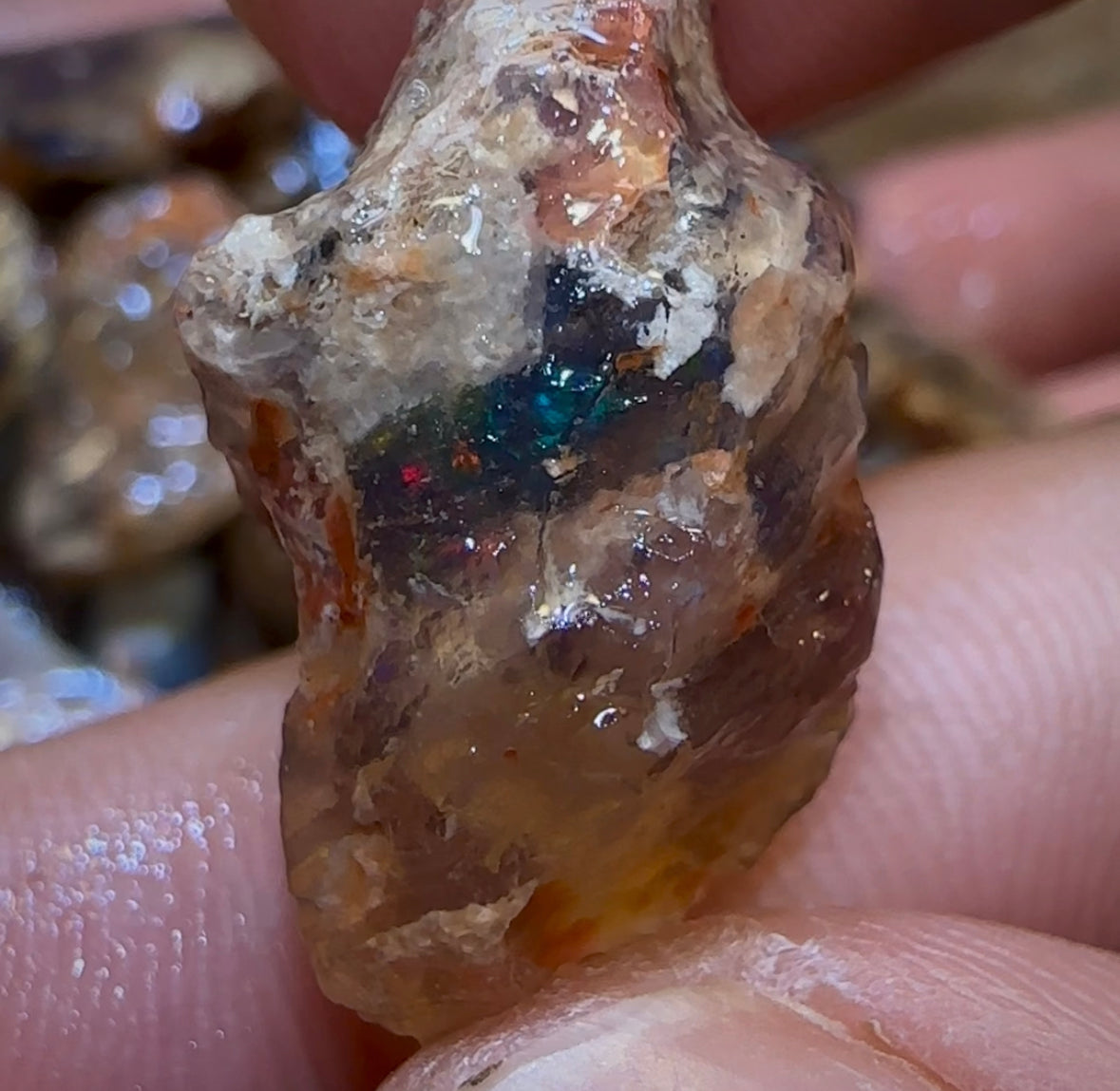 200.8cts - 29x Lightning Ridge Fossil Replacement Opal Rough Parcel Under $2/Ct - Opal Whisperers