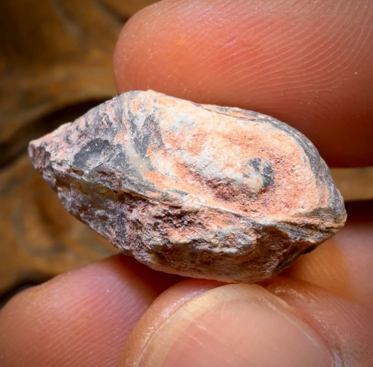 35.6cts - Opalised Shell Rare Geological Rough Specimen from Lightning Ridge