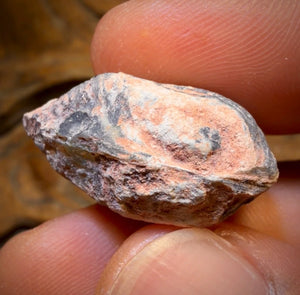 35.6cts - Opalised Shell Rare Geological Rough Specimen from Lightning Ridge