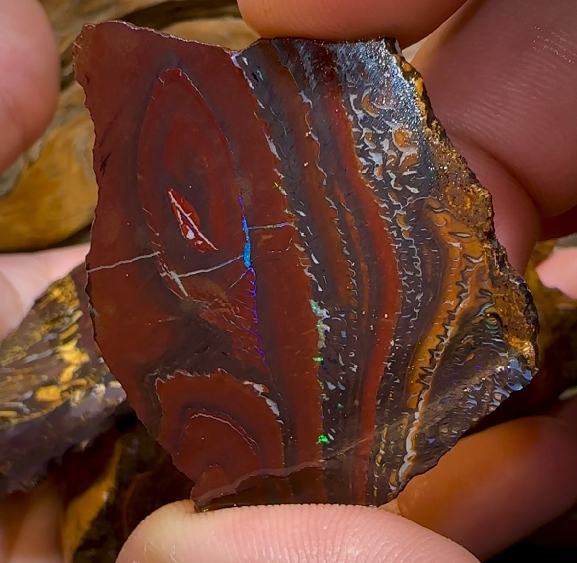 (Template) 233.8g- 7x Large Queensland Boulder Opal Rough Pieces - Opal Whisperers