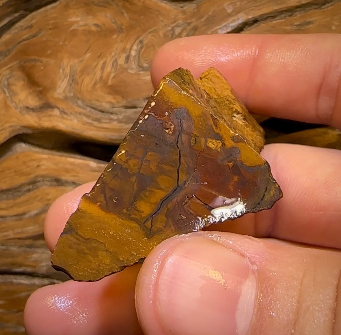 260cts - Queensland Boulder Opal Rough Piece