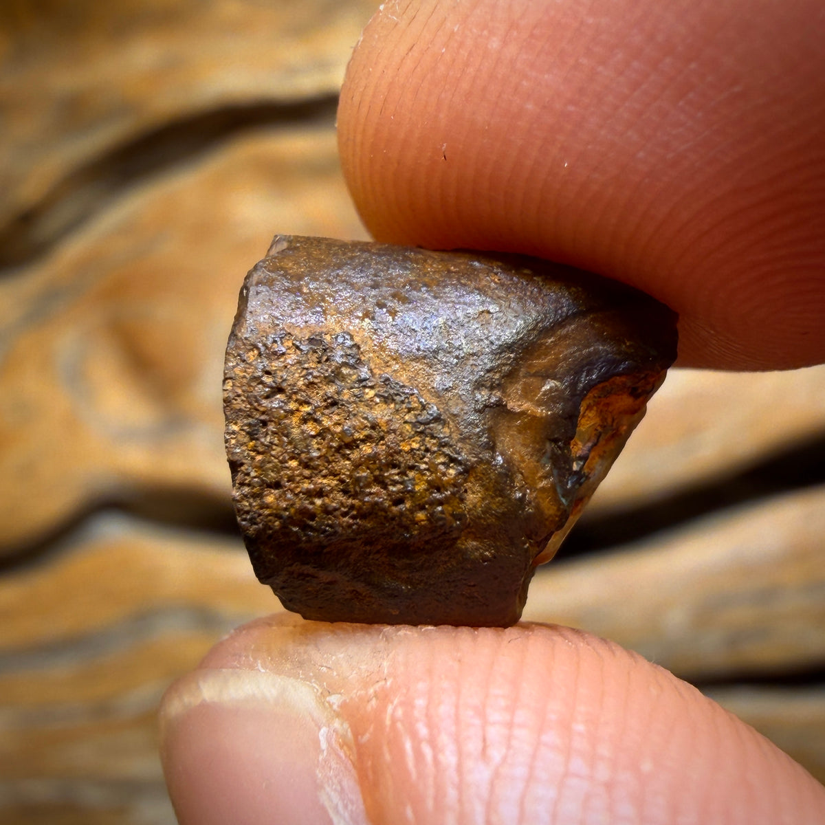 🔨 AUCTION 🔨 11.3cts - Yowah Nut Kernel Opal. Polished Specimen
