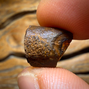 🔨 AUCTION 🔨 11.3cts - Yowah Nut Kernel Opal. Polished Specimen