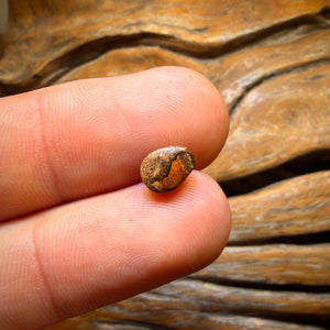 Bargain Card! 1.2cts - Australian Boulder Opal from Yowah