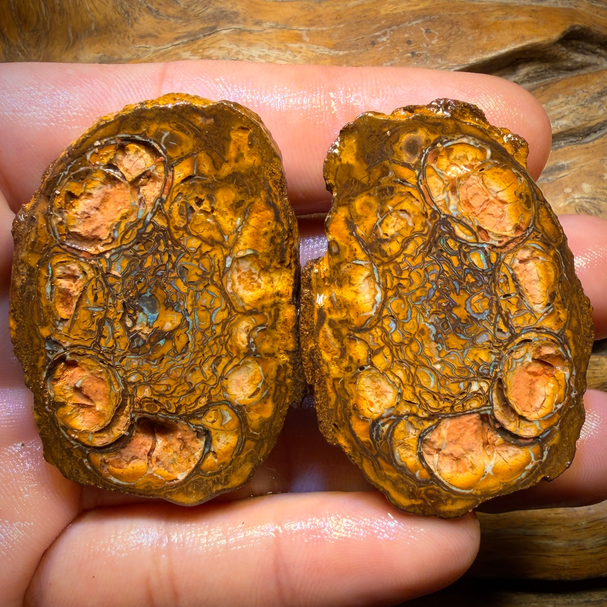 221.4cts - Tribal Yowah Nut Rough Specimen Pair
