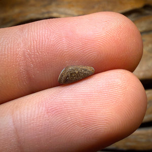 🔨 AUCTION 🔨 No Reserve 0.25cts - Small but Sweet Australian Boulder Seam Opal from Queensland