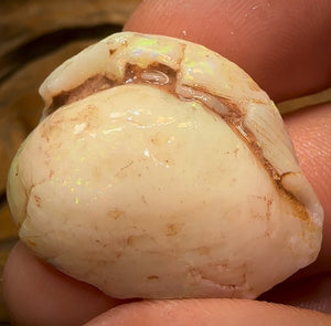 43.2cts - Opalised Shell Rare Geological Specimen from South Australia