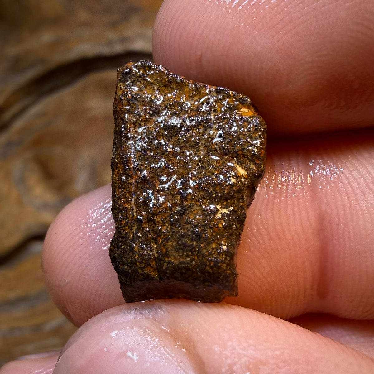 HDW 17.3cts - Queensland Boulder Seam Opal Rough Piece. Natural Split