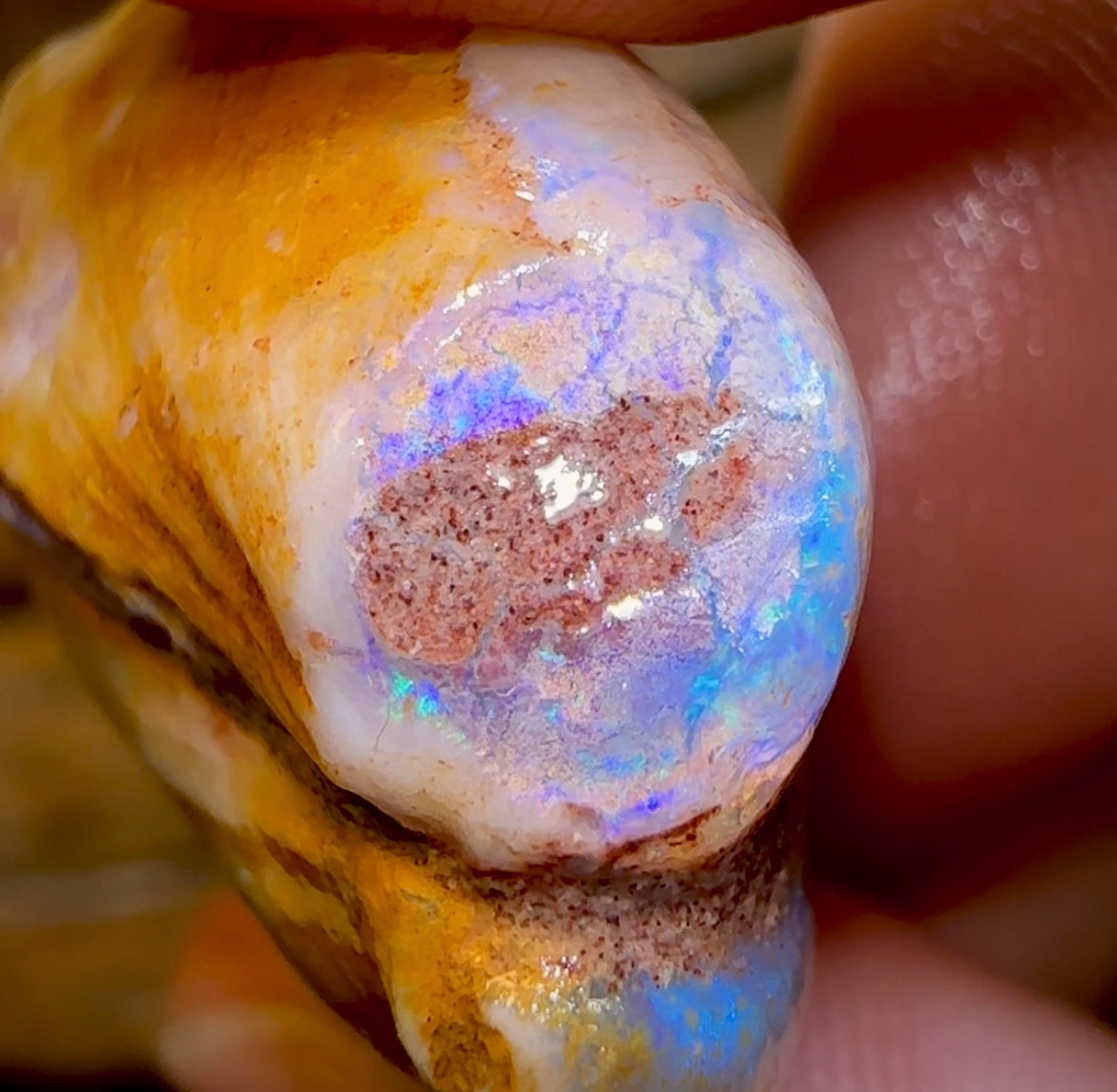 64.6cts - Opalised Fossil Mussel Shell Specimen from South Australia - Opal Whisperers