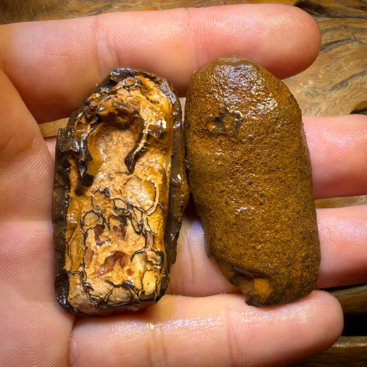 Bargain Card! 150.5cts - Yowah Nut Tribal Opal Rough Specimen Pair
