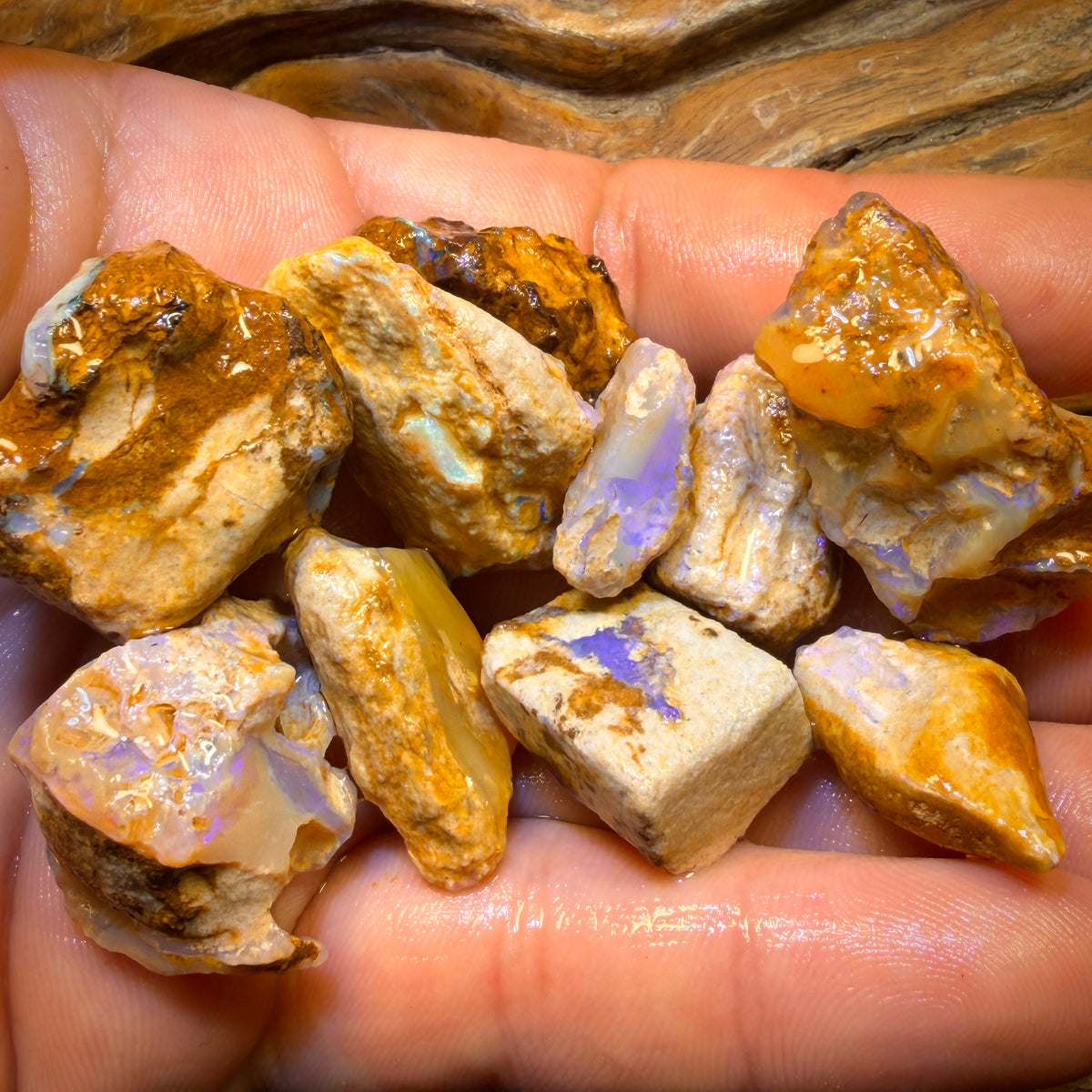 259.5cts - 10x Opalised Wood/Vegetation Fossil Rough Parcel from Yowah