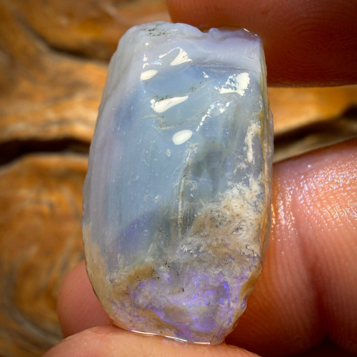 27.5cts - Opalised Shell Geological Specimen from South Australia