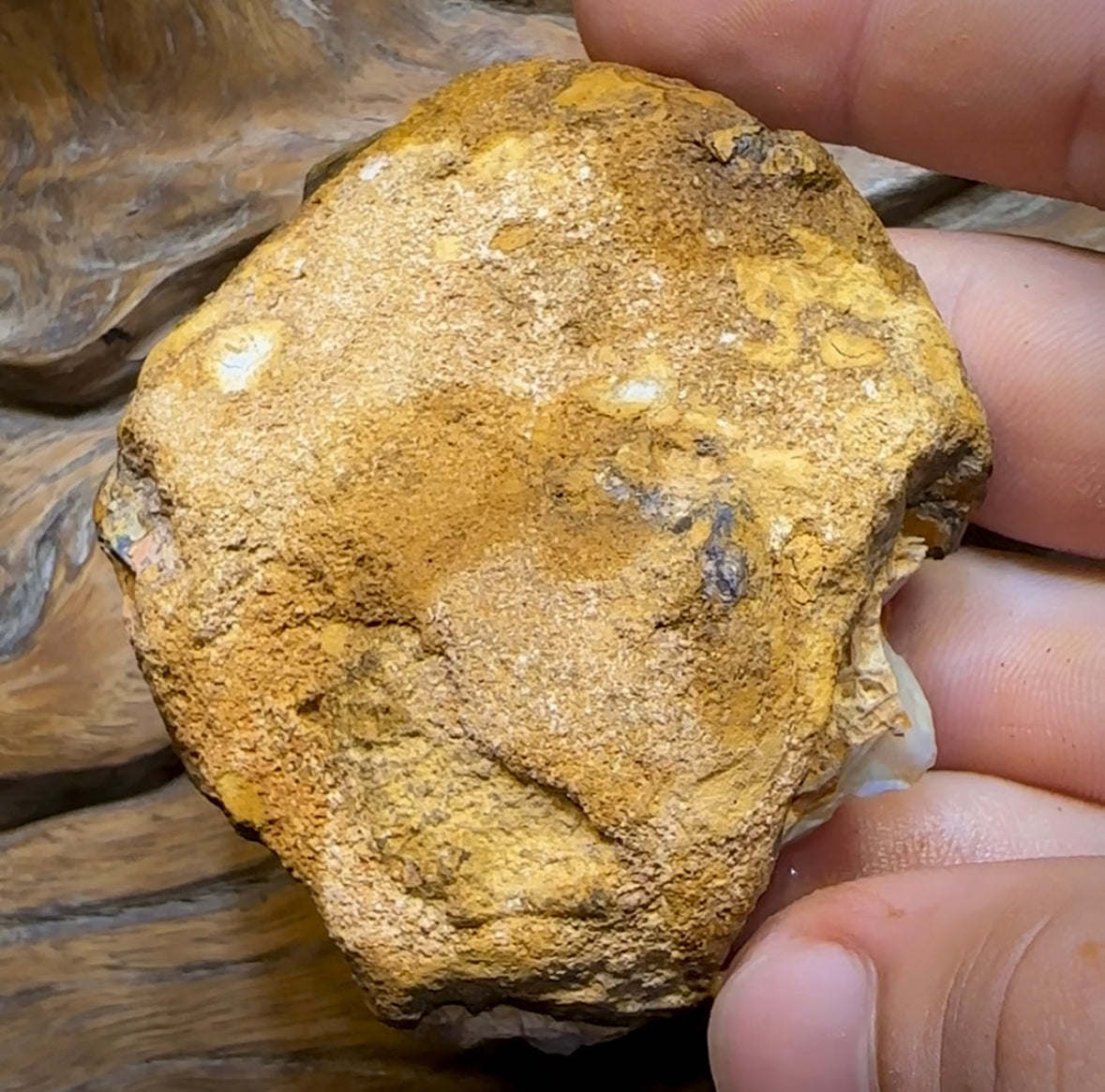 (Template) 477.8cts - Yowah Nut Rough Half. Australian Opal - Opal Whisperers