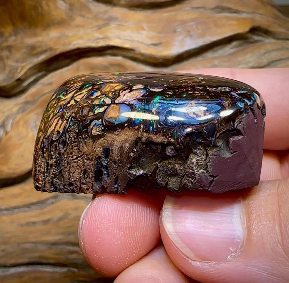 342.9cts - Large Polished Tribal Koroit Nut Opal Specimen - Opal Whisperers