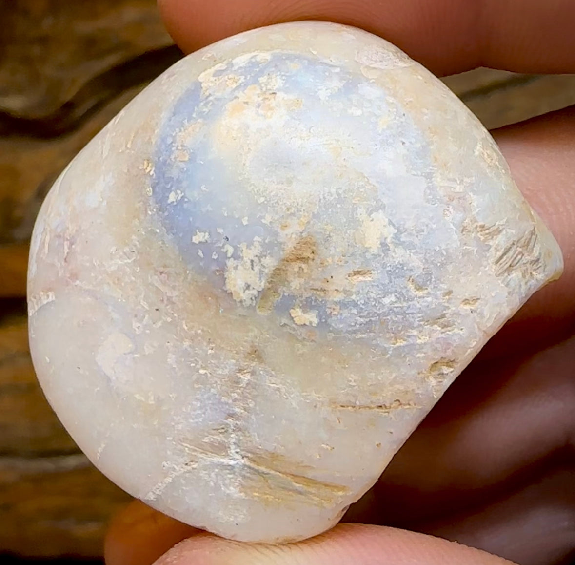 77.8cts - Opalised Fossil Shell Specimen from South Australia - Opal Whisperers