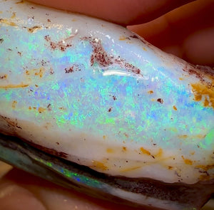 87.7cts - Opalised Shell Rare Geological Specimen from South Australia