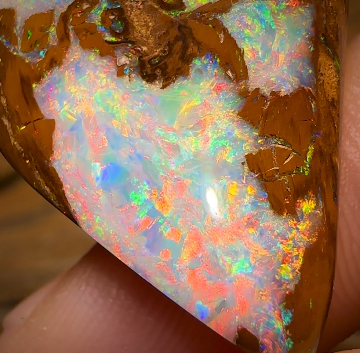 21.9cts - Top Queensland Boulder Opal Fossil Wood from Yowah. Red Multicolours!