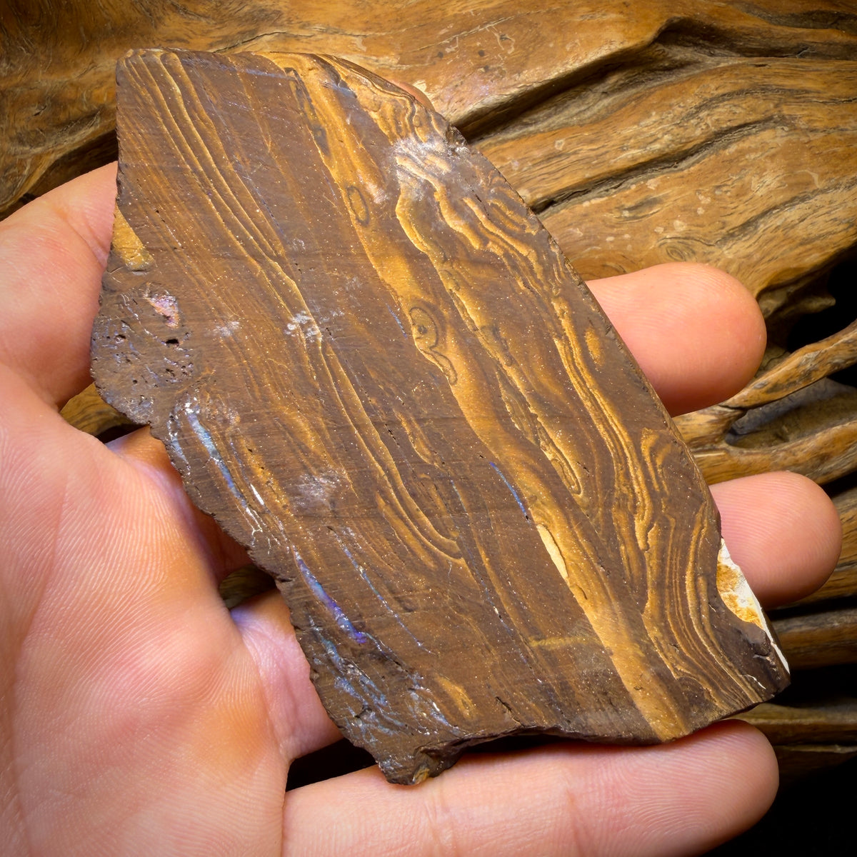 620.5cts - Massive Queensland Boulder Opal Polished Specimen. Bubble Band