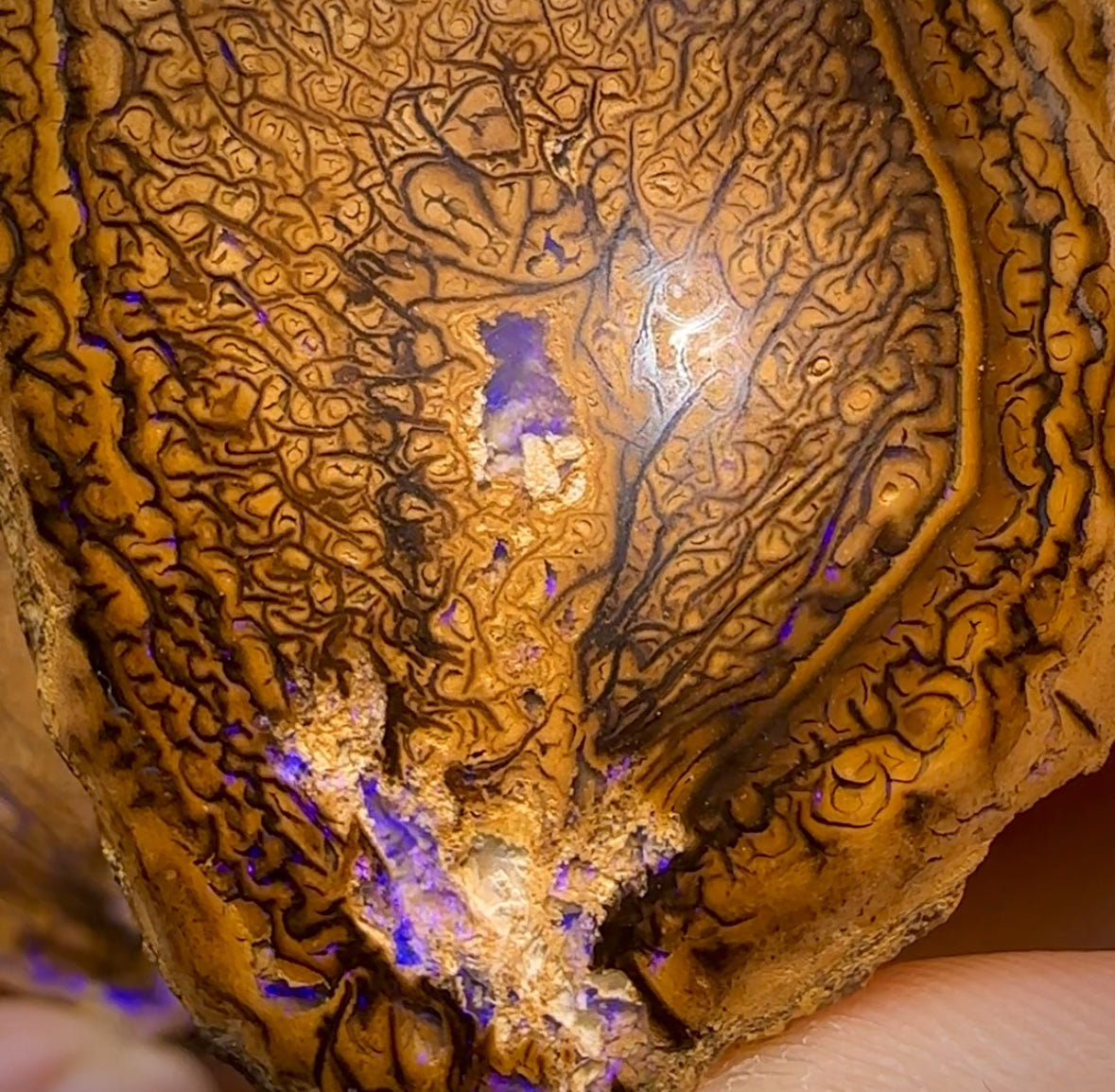 209.4cts - “Tribal Leaves” Yowah Nut Opal Polished Specimen Pair