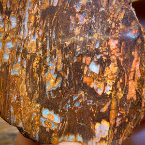 🔨 AUCTION 🔨 Reserve 💎 High Roller Banger Auction 💎 156.3cts - Australian Boulder Wood Fossil Opal Specimen Polished