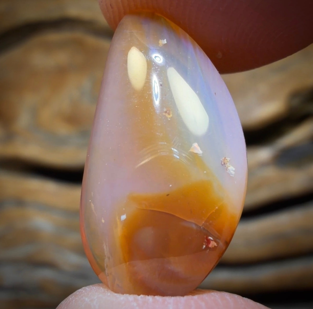 9.1cts - Honey Shell Queensland Boulder Seam Opal