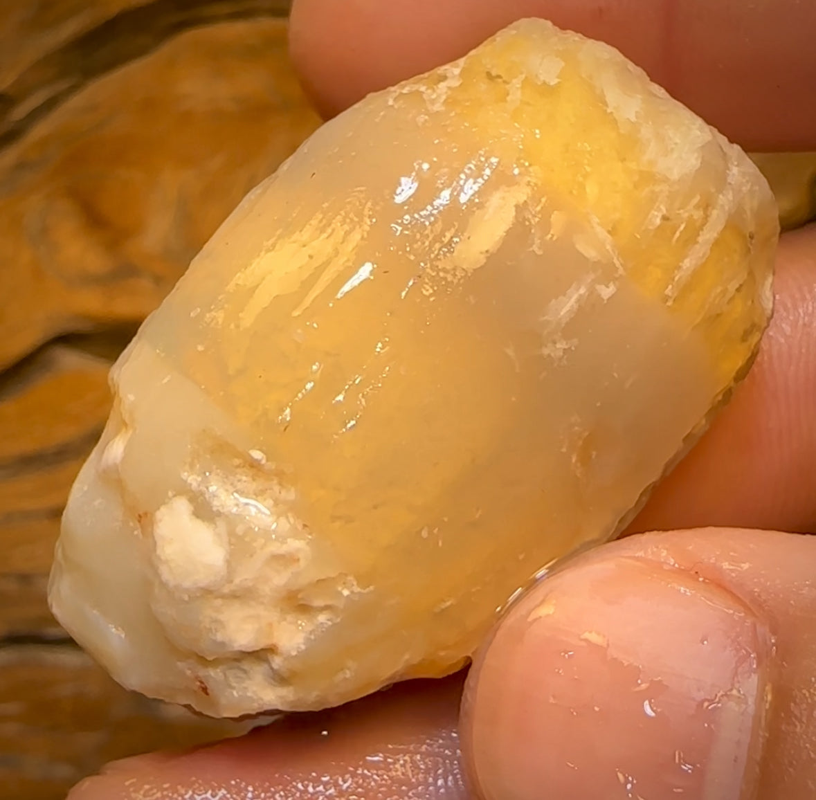 134.8cts - Opalised Shell Rare Geological Specimen from Lightning Ridge