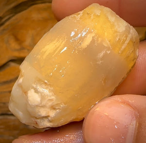 134.8cts - Opalised Shell Rare Geological Specimen from Lightning Ridge