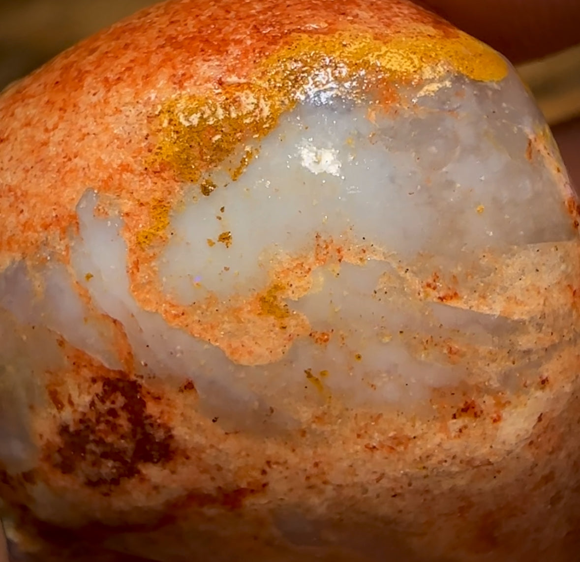 50.5cts - Opalised Shell Rare Geological Specimen from South Australia