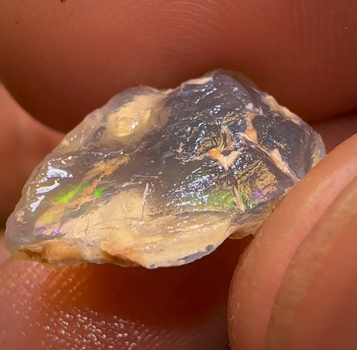 41.2cts - 4x Opalised Shell Geological Specimens from Lightning Ridge