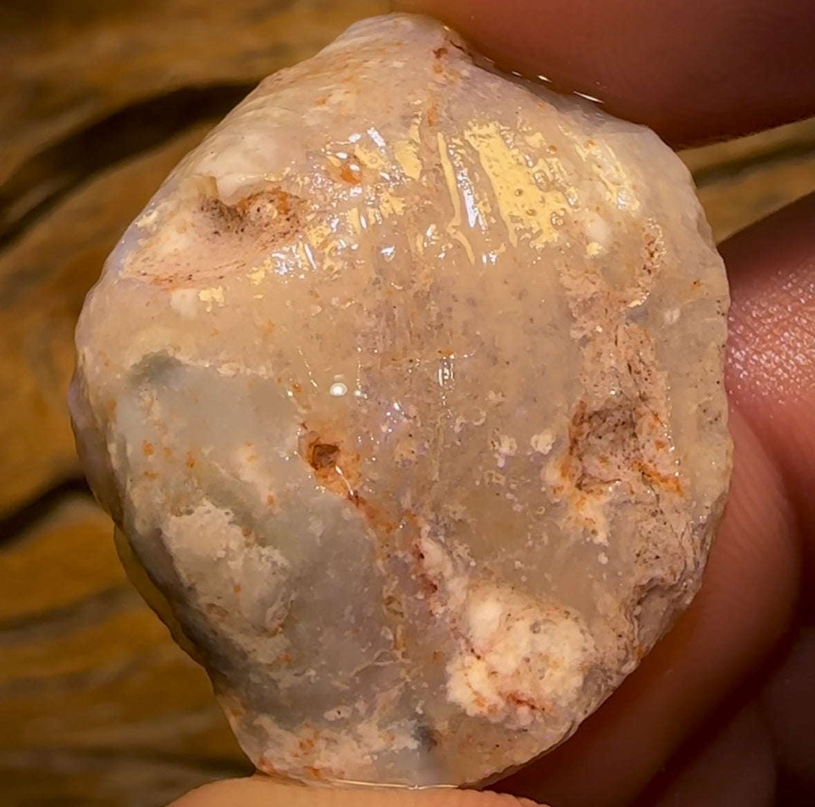 40.3cts - Opalised Shell Rare Geological Specimen from South Australia