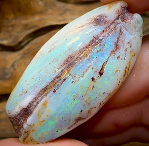 87.7cts - Opalised Shell Rare Geological Specimen from South Australia