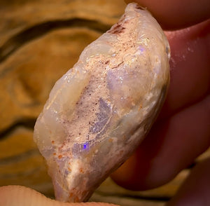 40.3cts - Opalised Shell Rare Geological Specimen from South Australia