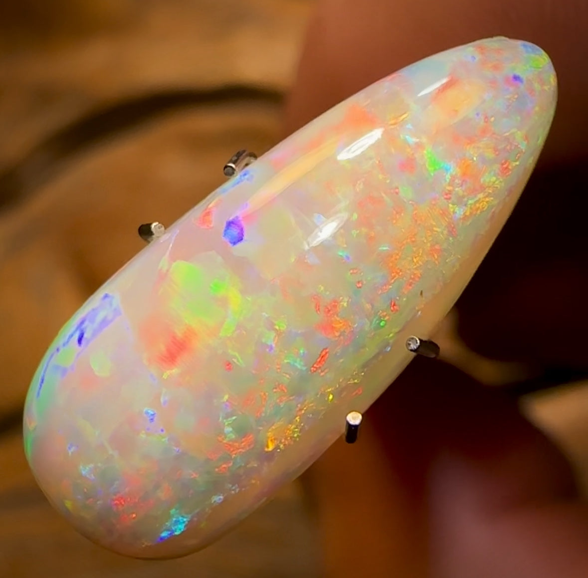 4.15cts - Rare Polished Opalised Shell Fossil from South Australia