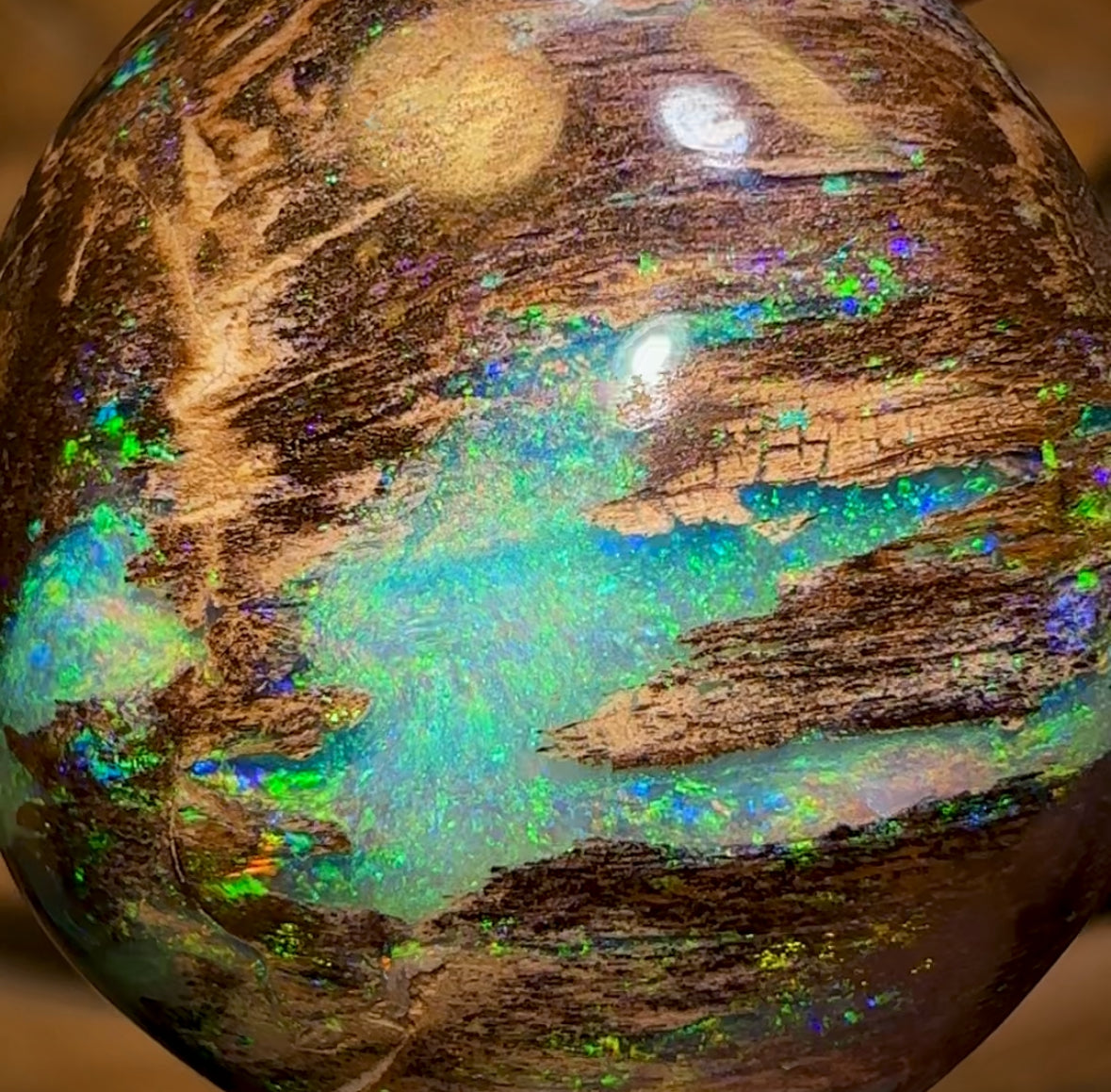 31.4cts - Top Queensland Boulder Wood Fossil Opal. Featured on “Outback Opal Hunters”! Celebrity Stone