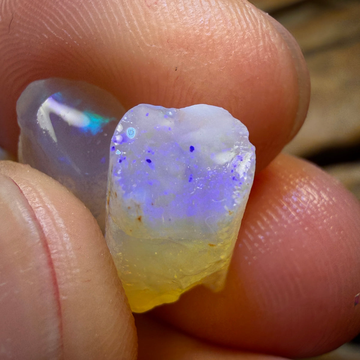 30.7cts - 3x Opalised Belemnite Geological Specimens from South Australia