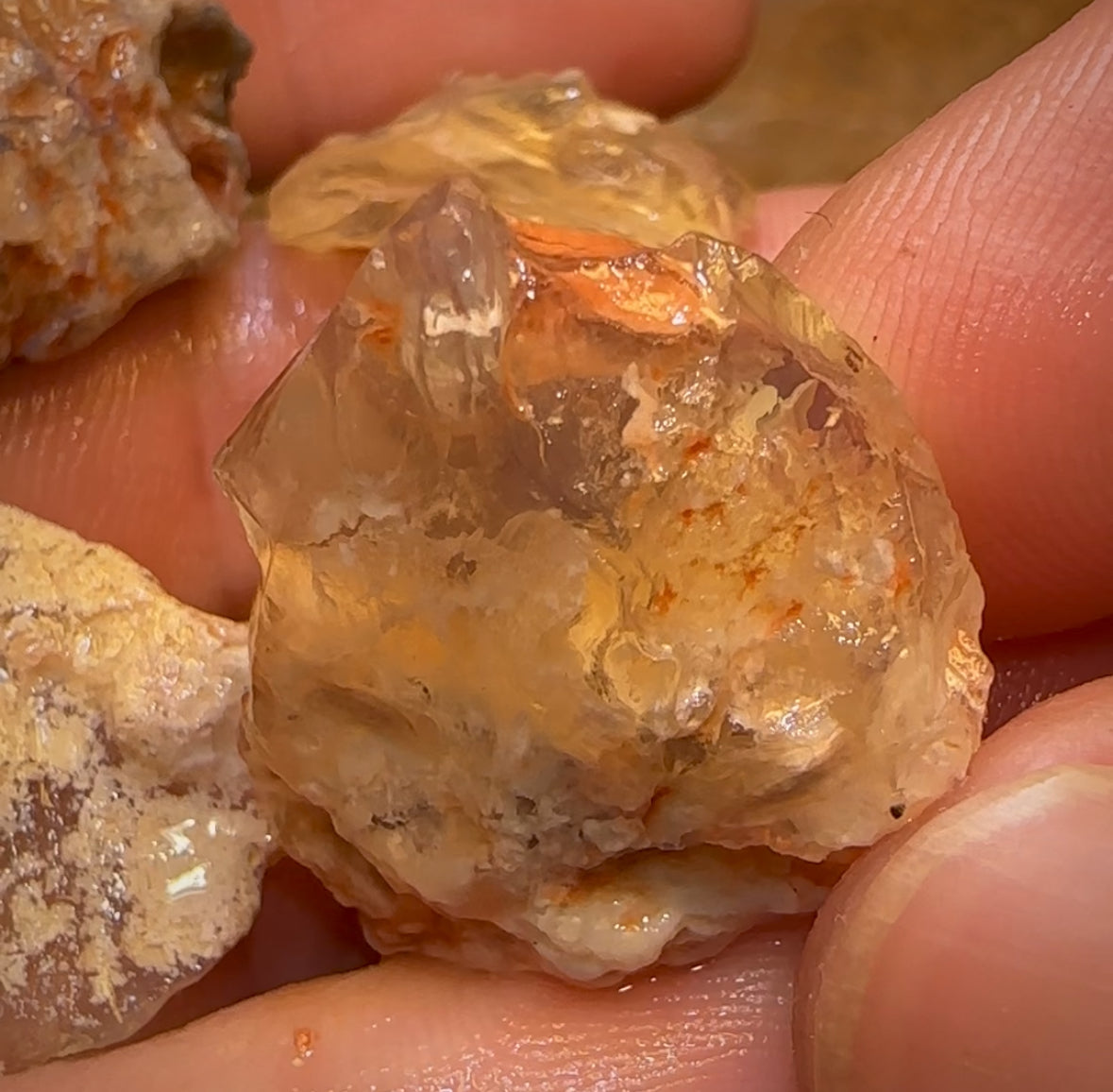 97.8cts - 4x Opalised Shell Geological Specimens from Lightning Ridge