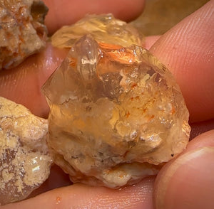 97.8cts - 4x Opalised Shell Geological Specimens from Lightning Ridge