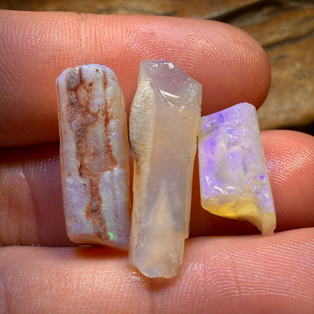 30.7cts - 3x Opalised Belemnite Geological Specimens from South Australia