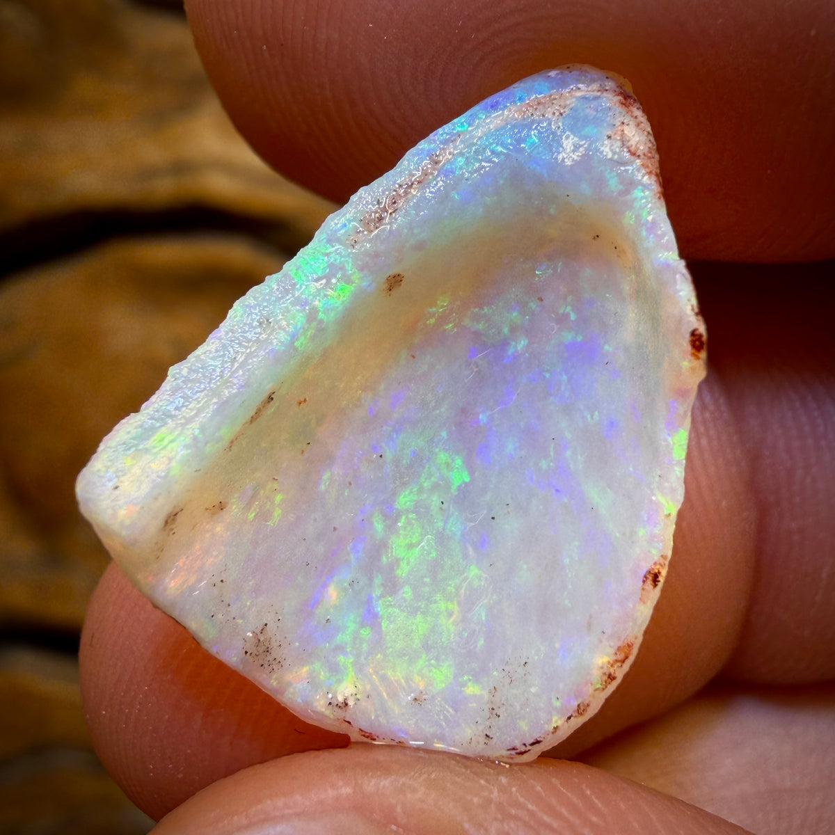 18,2 ct – 2x opalisierte Muschelrohlinge aus Südaustralien