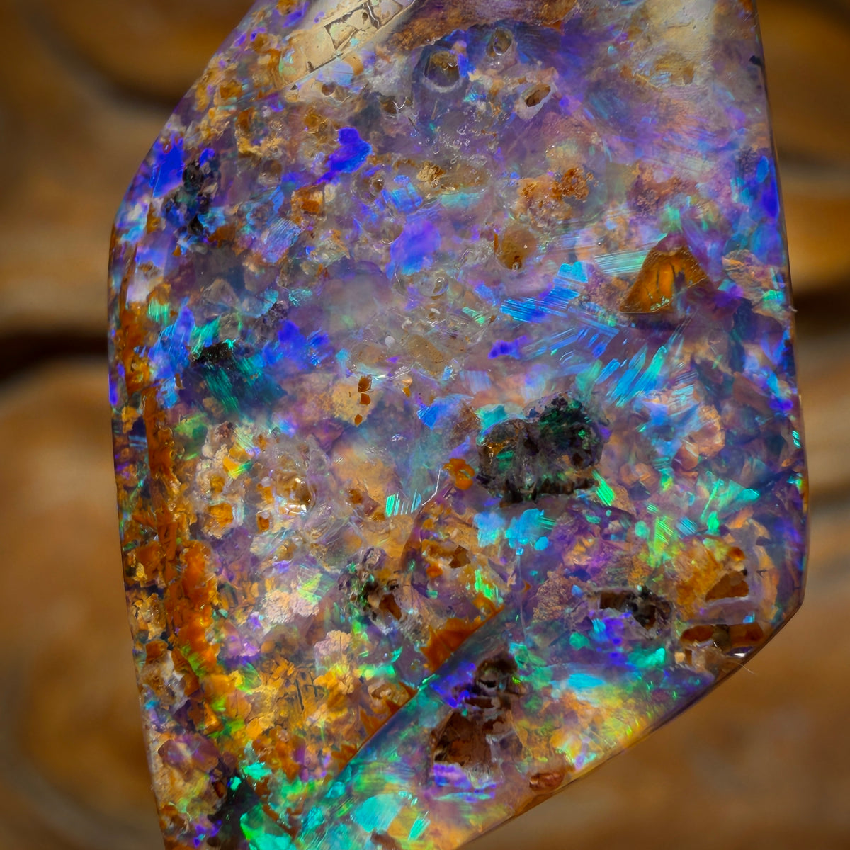 16.6cts - Gem Australian Boulder fossil replacment Opal